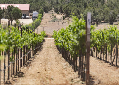 Wine Vineyard